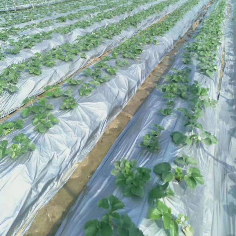 Silver-black Two-color Plastic Mulch Film