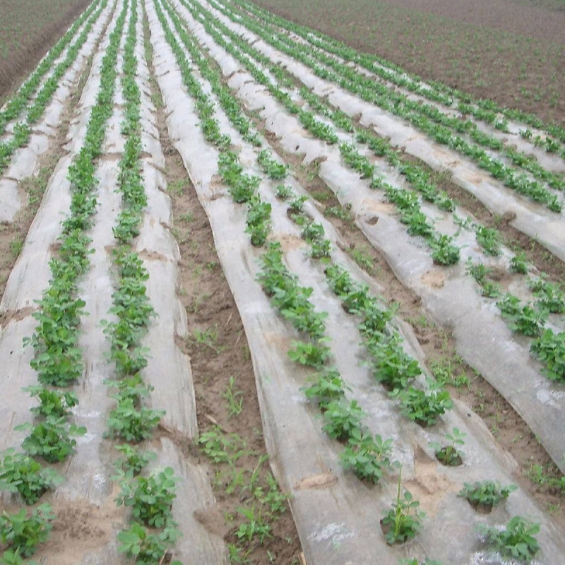 Ordinary Plastic Mulch Film