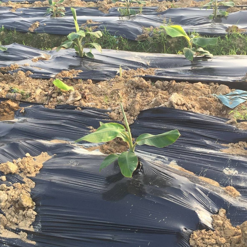 Black Plastic Mulch Film