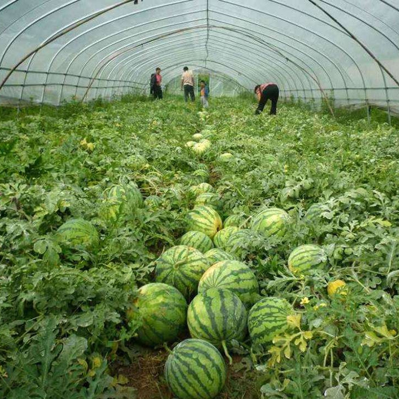 Special Film for Watermelon