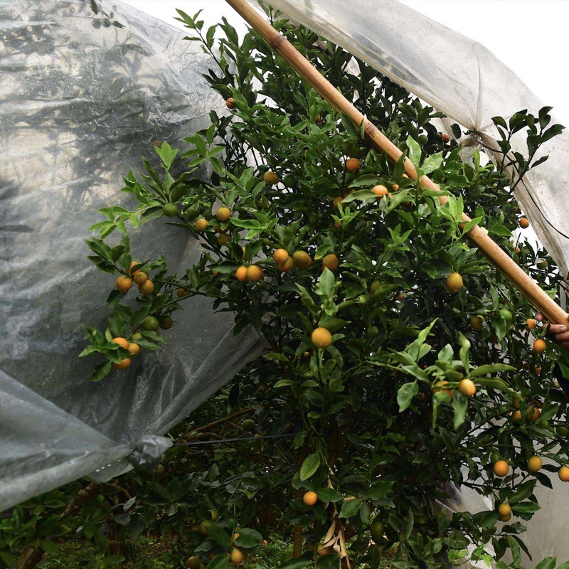 Special Film for Kumquat