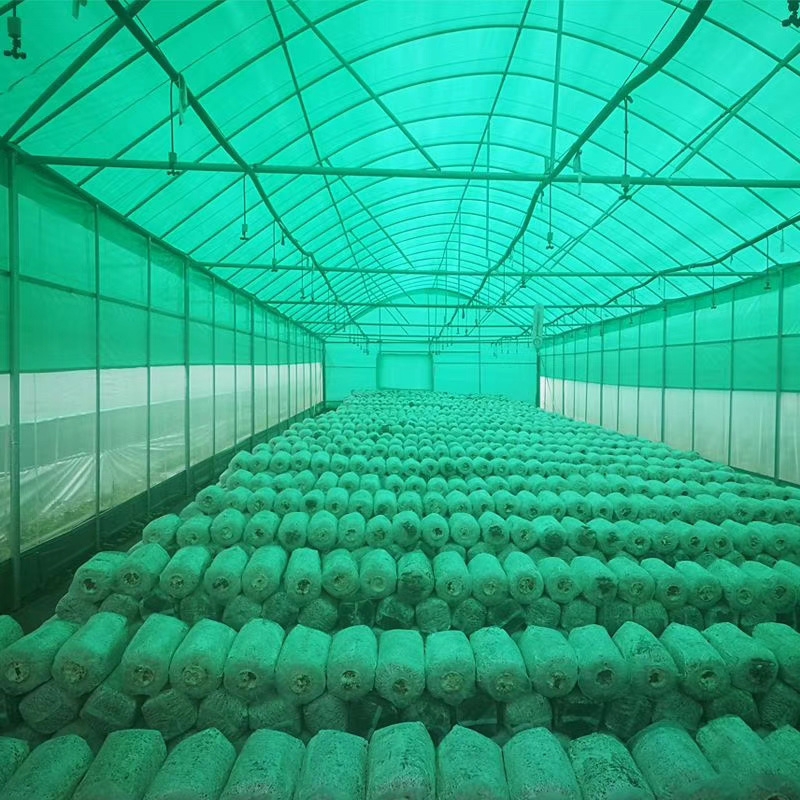 Green-white Film Series